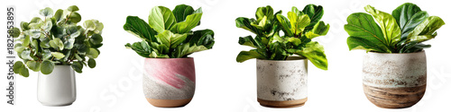 Lush green plants in decorative ceramic pots create vibrant and refreshing atmosphere, perfect for home or office decor