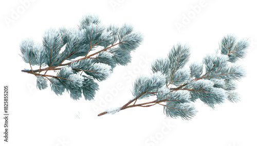 Two snowy evergreen branches with a hint of winter frost