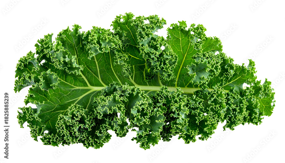 Obraz premium Vivid close-up shows a vibrant green kale leaf with intricate ruffled edges (1)