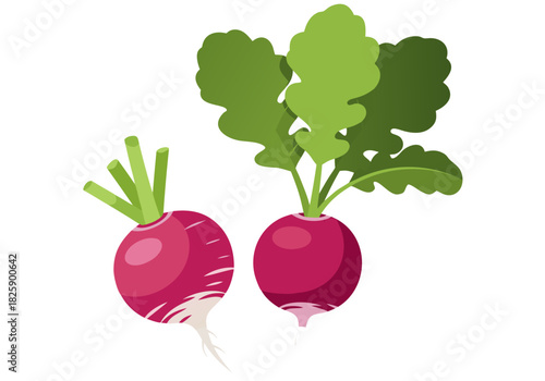 A pair of fresh raw red radish vegetables with lush green leaves, an isolated vector food illustration for healthy diet and cooking design concepts