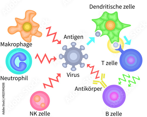 Innate Immunity vs Adaptive Immunity german no background