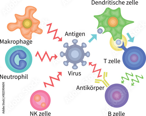 Innate Immunity vs Adaptive Immunity German no background