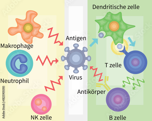 Innate Immunity vs Adaptive Immunity German