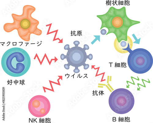 Innate Immunity vs Adaptive Immunity Japanese no background