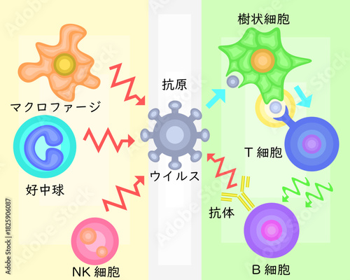 Innate Immunity vs Adaptive Immunity Japanese