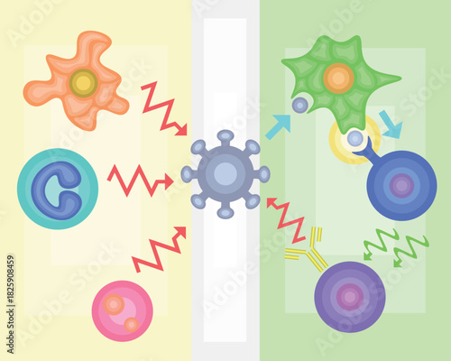 Innate Immunity vs Adaptive Immunity