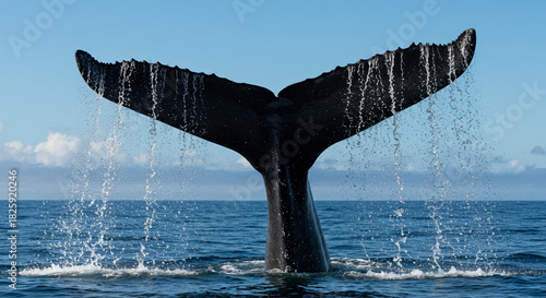 Majestic humpback whale tail fluke splashing water as it dives into the ocean deep