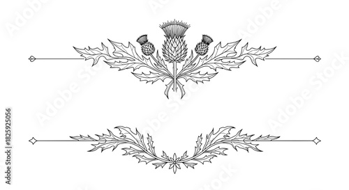 Elegant decorative dividers featuring thistle leaves and floral designs
