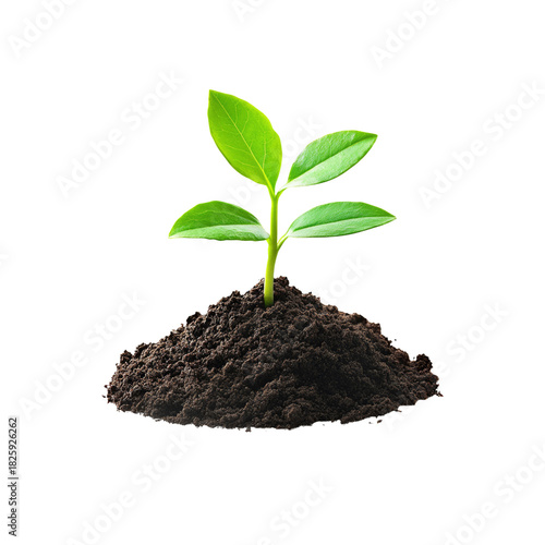 Wallpaper Mural Sprout growing from soil on Transparent Background Torontodigital.ca