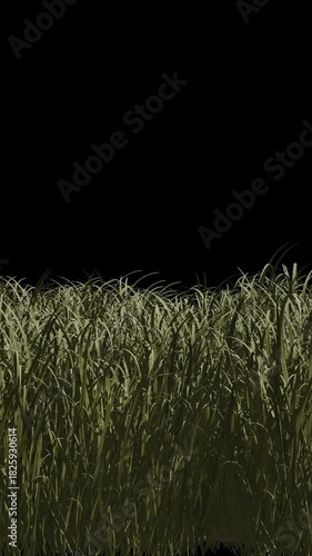 Golden grass Field Swaying Gently in the Wind on transparent background