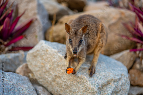 Close-up of Wild Rock Wallaby Looking Into the Camera in Natural Habitat