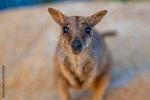 Close-up of Wild Rock Wallaby Looking Into the Camera in Natural Habitat