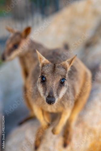 Close-up of Wild Rock Wallaby Mother with Joey Baby Looking Into the Camera in Natural Habitat