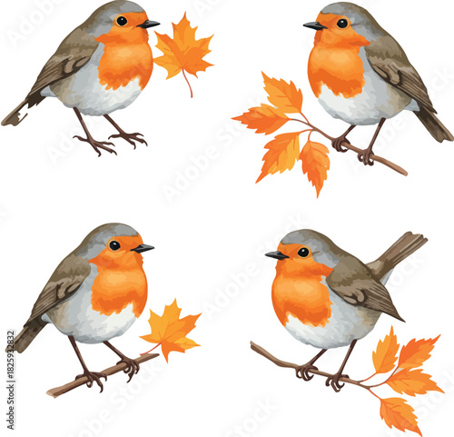 European robin birds with autumn maple leaves illustration set
