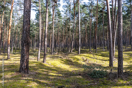Blick in einen Kiefernwald Heers bei Blankenburg