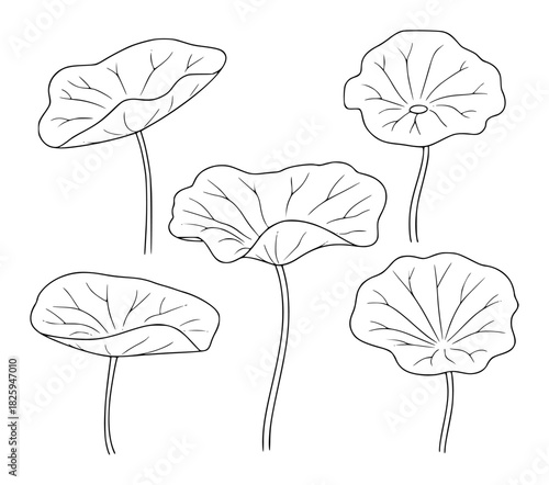 Black and White Line Art Illustration of Five Lotus Leaves