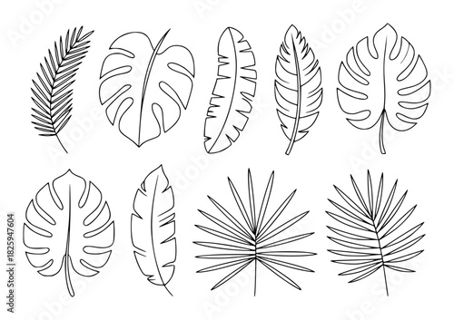 Collection of Tropical Leaf Line Art Illustrations