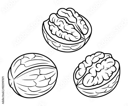 Three Line Art Walnuts One Whole, Two Halved with Kernels