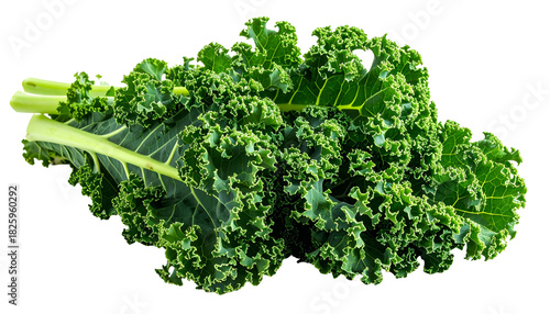 Close-up of fresh, vibrant green curly kale leaves and stems against a black backdrop