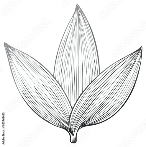 Elegant leaf drawing featuring bold vertical lines and subtle shading design element for botanical themes