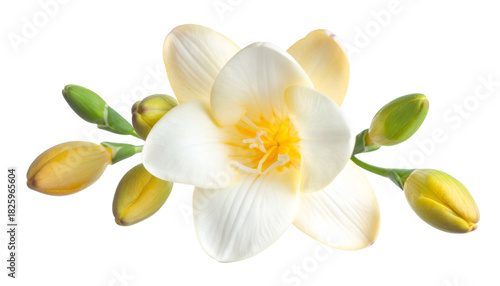 Close-up of ivory-colored freesia bloom with buds arranged on a contrasting black background