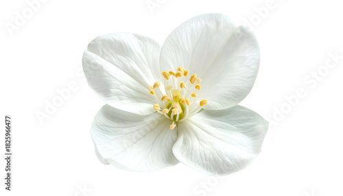 Close-up of a perfectly formed, pristine white flower, isolated on a black background