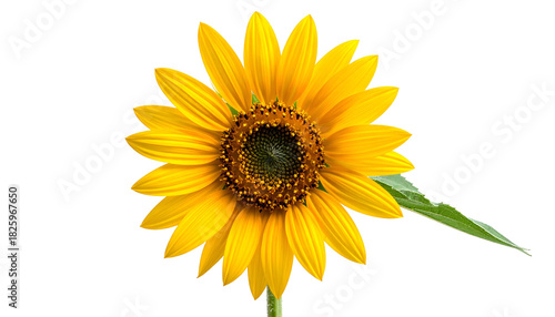 Vivid close-up of a sunflower in full bloom, showcasing bright yellow petals and dark center