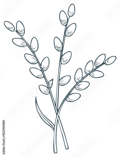 Hand drawn pussy willow branches sketch illustration for spring and Easter decoration