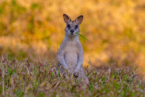 Close-Up of an Agile Wallaby looking into Camera in Australian Nature Natural Habitat at sunset
