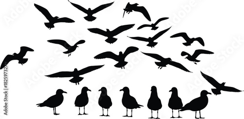 Silhouettes of seagulls flying and standing in various poses, detailed bird shapes for nature, wildlife, coastal scenery, migration and nautical design