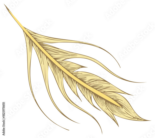 Detailed illustration of beige feather with barbs in vintage style isolated on white background.