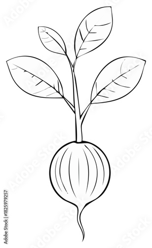 Black and white line art illustration of a radish plant with leaves.