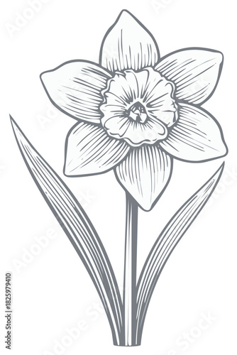 Elegant daffodil flower drawing a classic botanical outline for spring design and decor