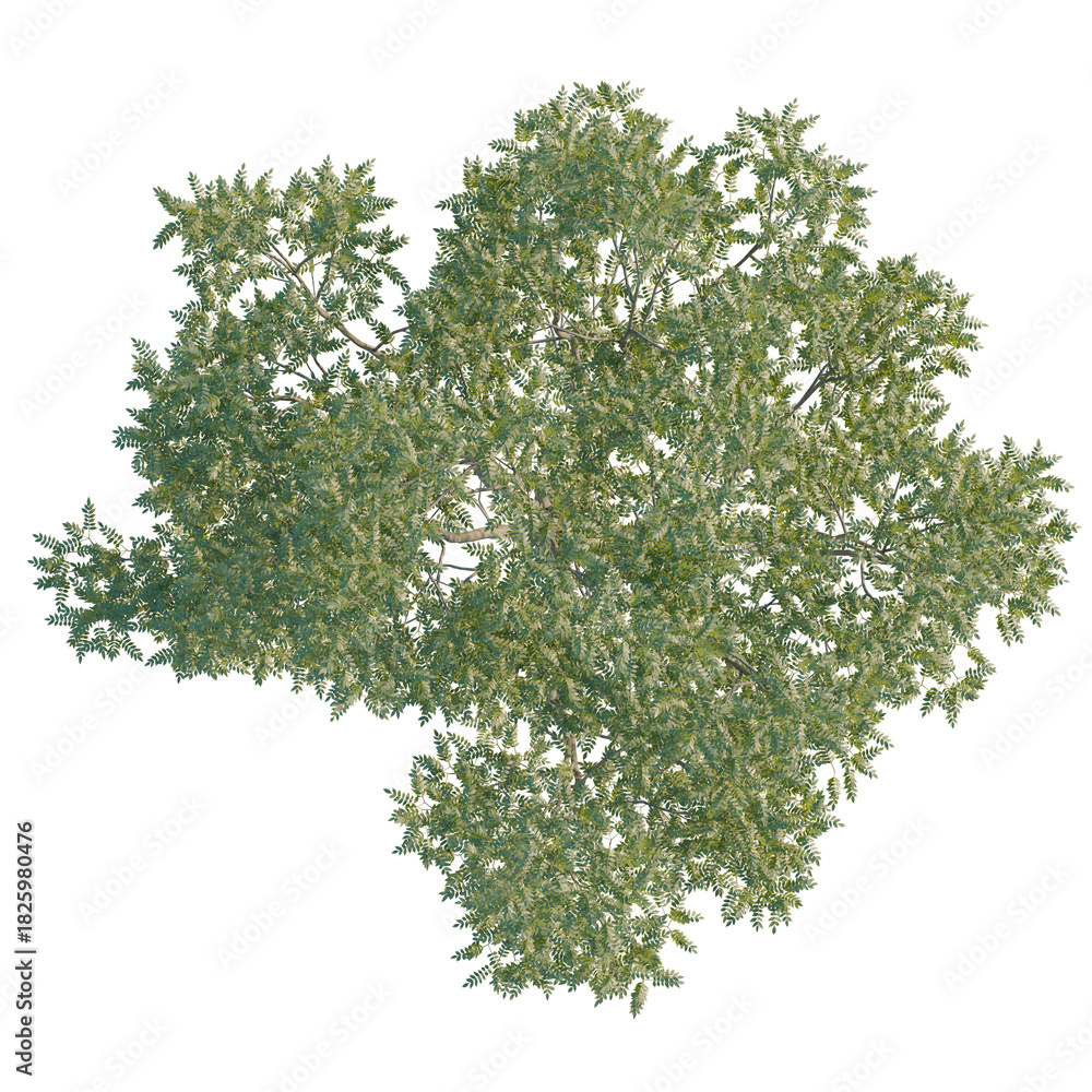 Obraz premium Fraxinus excelsior tree plan, top view, cutout, transparent background, isolate, Lush treetop canopy, perfect for adding natural beauty to any design space