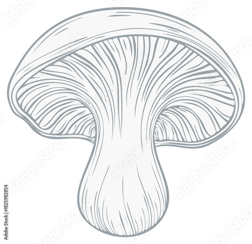 Mushroom Illustration: Detailed Line Art of Fungi with Gills and Stipe on White Background