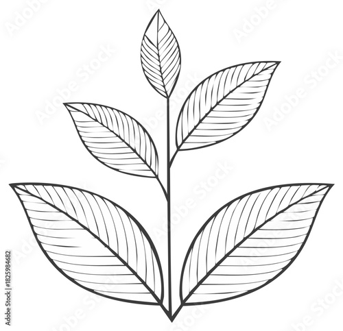 Elegant minimalist black and white botanical illustration of a plant sprout with textured leaves