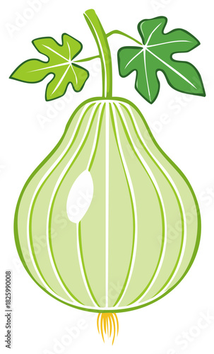 Bottle Gourd vector illustration, plant with leaves, green Indian squash