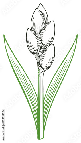 Botanical Illustration of Blooming Bulrush Flower with Leaves Green Stem Outline Drawing Style