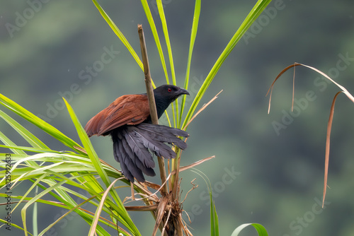 Greater Coucal - Centropus sinensis, beautiful black and brown coucal native to Asian forests and woodlands, Vietnam.