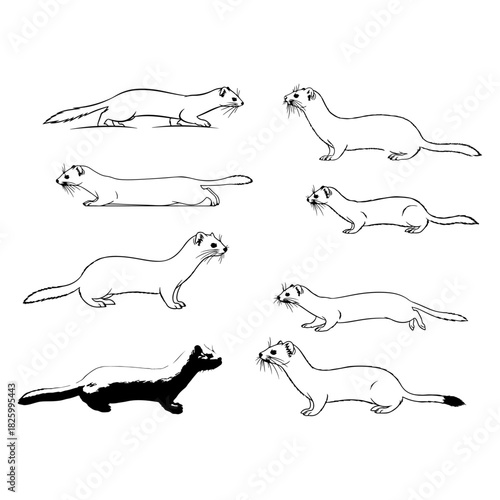 Thin linear silhouette of Stoat in winter coat, elongated body sleek lines