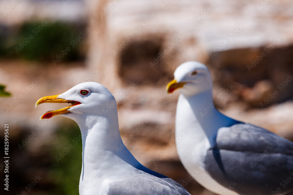 Fototapeta premium Pair of Yellow-legged Gulls Against Stone Background