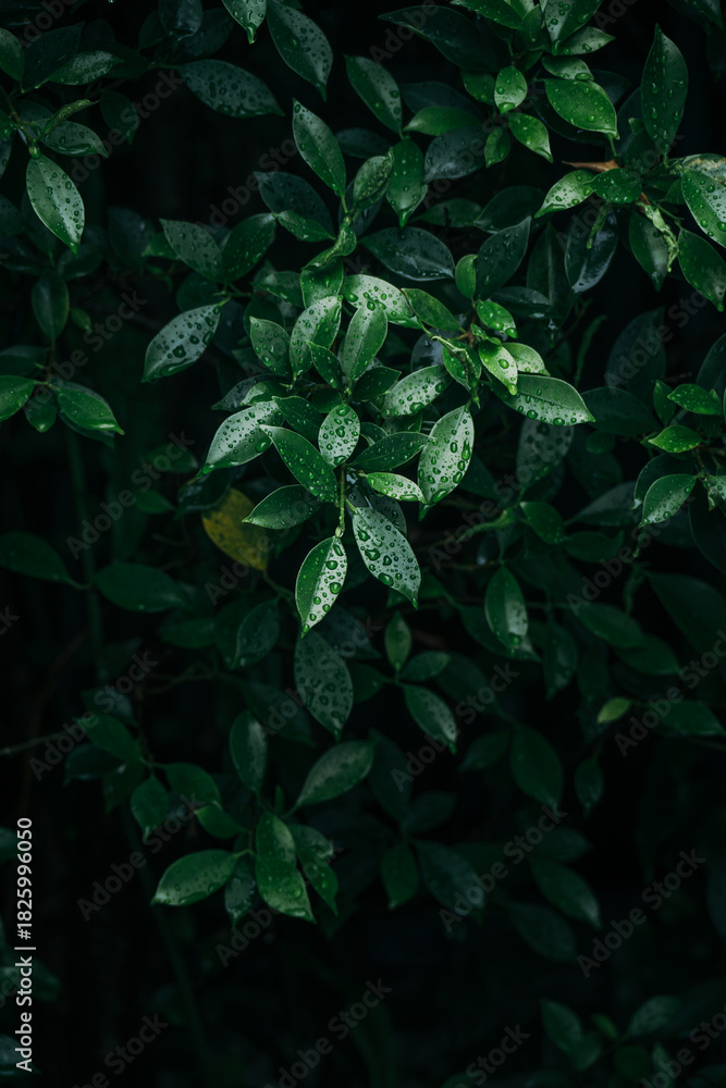 Fototapeta premium Close up fresh green leaves with water drops in dark background