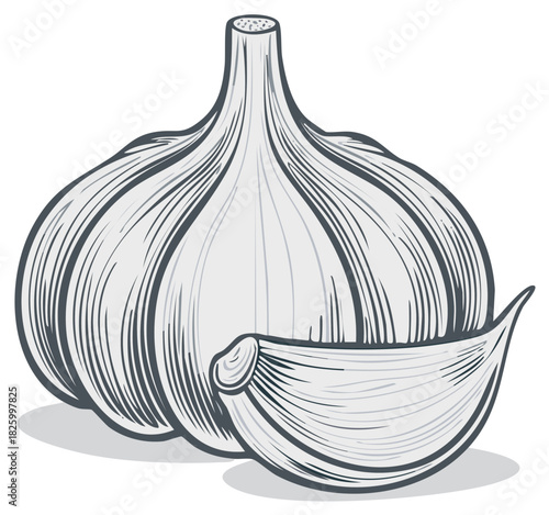 Garlic bulb and clove in a hand drawn vintage engraving style vector illustration