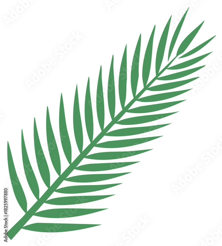 Tropical Palm Frond Vector Graphic Nature Illustration Green Leaf Plant Design Element