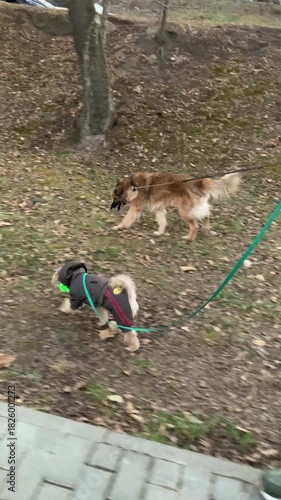 The owner walks his dog on a leash on the street