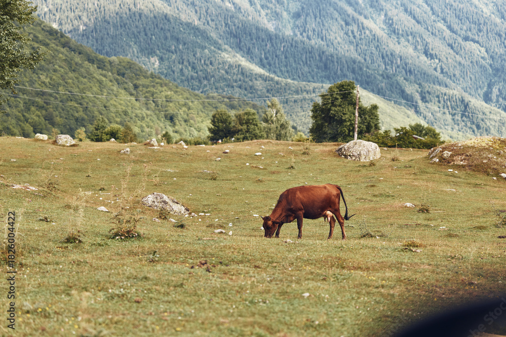 Fototapeta premium Horse grazing in a vast meadow and pasture within a rural landscape with mountains in the background creating a tranquil countryside and wildlife rich scene
