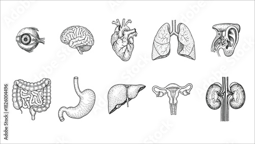 Human body organs engraved illustrations set