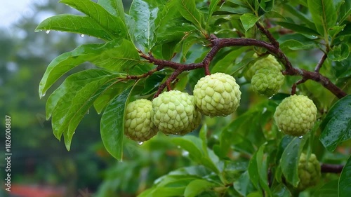 Close up of sugar apples on tree branches with green leaves