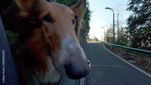 Dog stands in car and looks out the open windows in sunny day. Funny dog blows by wind from open car window during mountain road trip. Happy rough collie dog enjoy its trip. 4k real time footage.