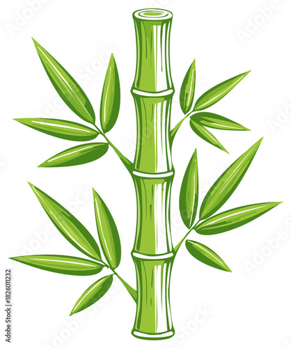 Illustration of a green bamboo plant with leaves, drawing, vector, and isolated.